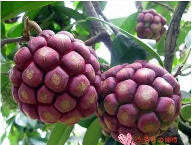 鎭堕瓟鏋滃疄涓嶈兘娓告吵,鍚冧簡鎭堕瓟鏋滃疄涓哄暐涓嶈兘娓告吵