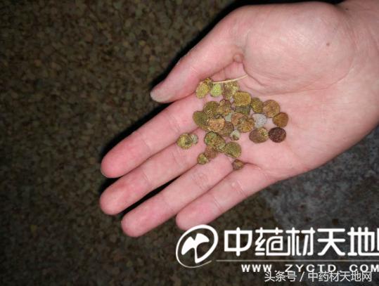 覆盆子涨价原因 (近日覆盆子价格)