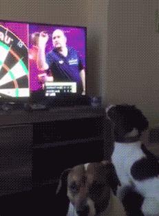 从小养一只狗狗是什么体验,养一只狗狗狗会觉得孤单吗