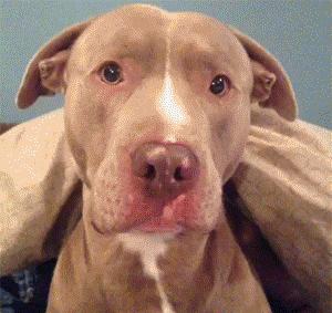 从小养一只狗狗是什么体验,养一只狗狗狗会觉得孤单吗