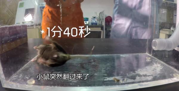 吸入笑气气体有什么危害,笑气的化学成分及其危害