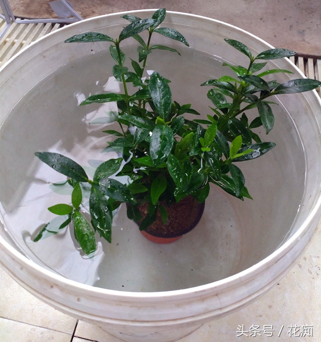 花卉叶子上的虫子怎么消除,不花一分钱的小妙招赶紧收藏