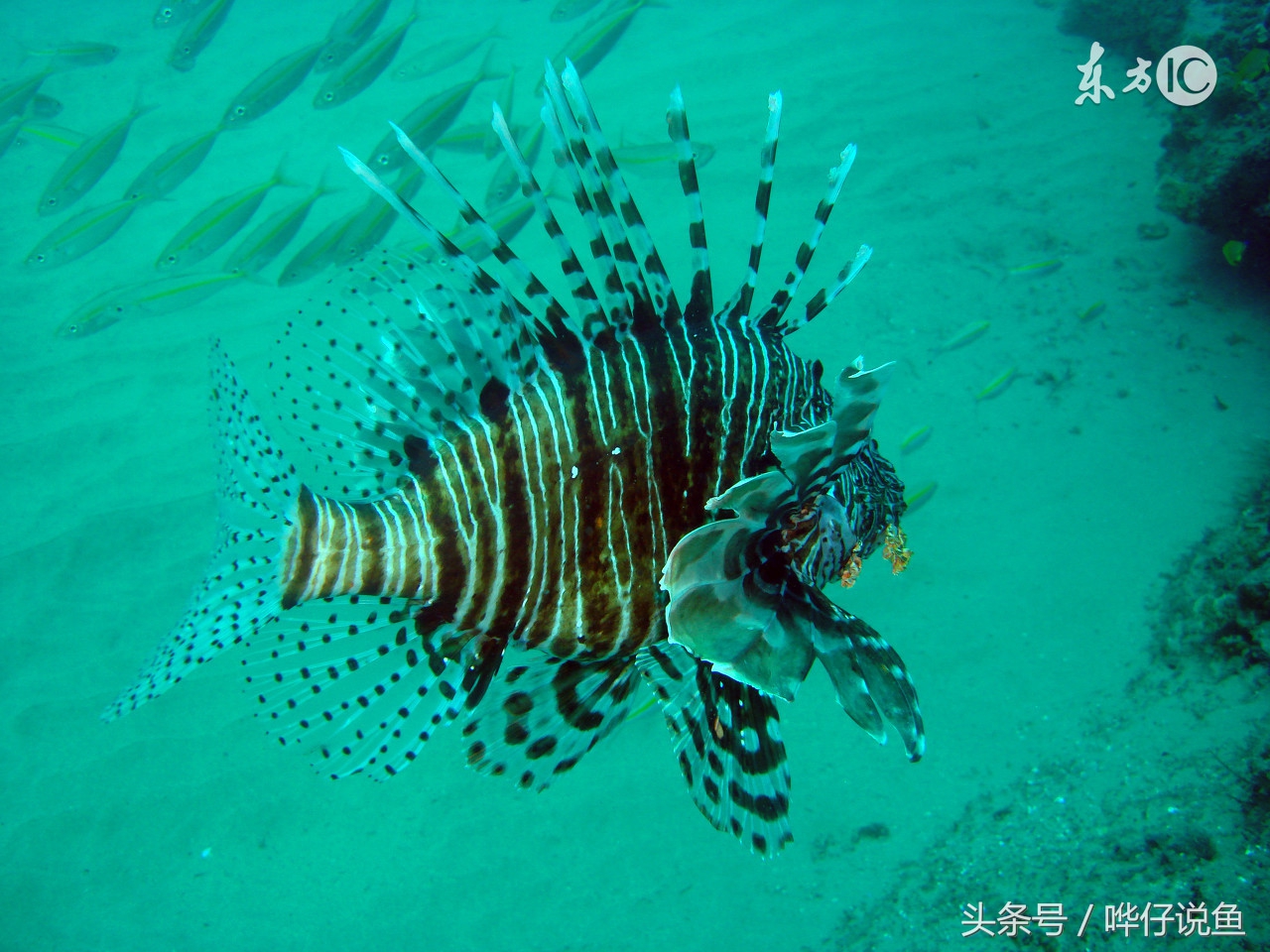 养鱼初学者必知的宠物鱼养护指南,宠物鱼鱼苗怎么养好看