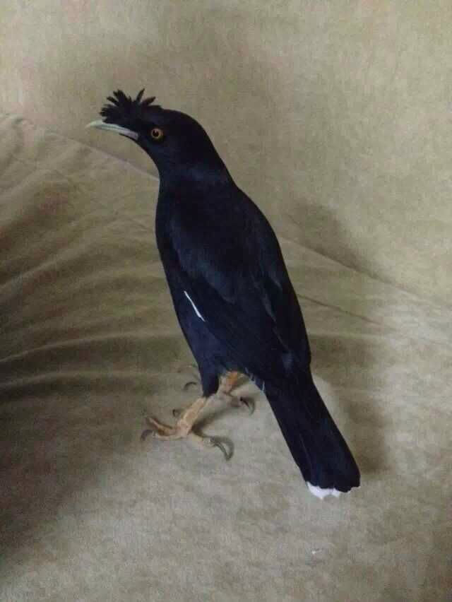 天下一场梦八哥视频,天下一场梦八哥品种