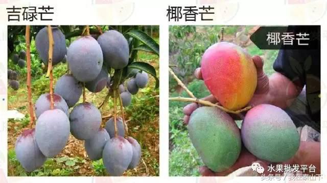 水果分类分为哪几类,超市水果分类表一览表