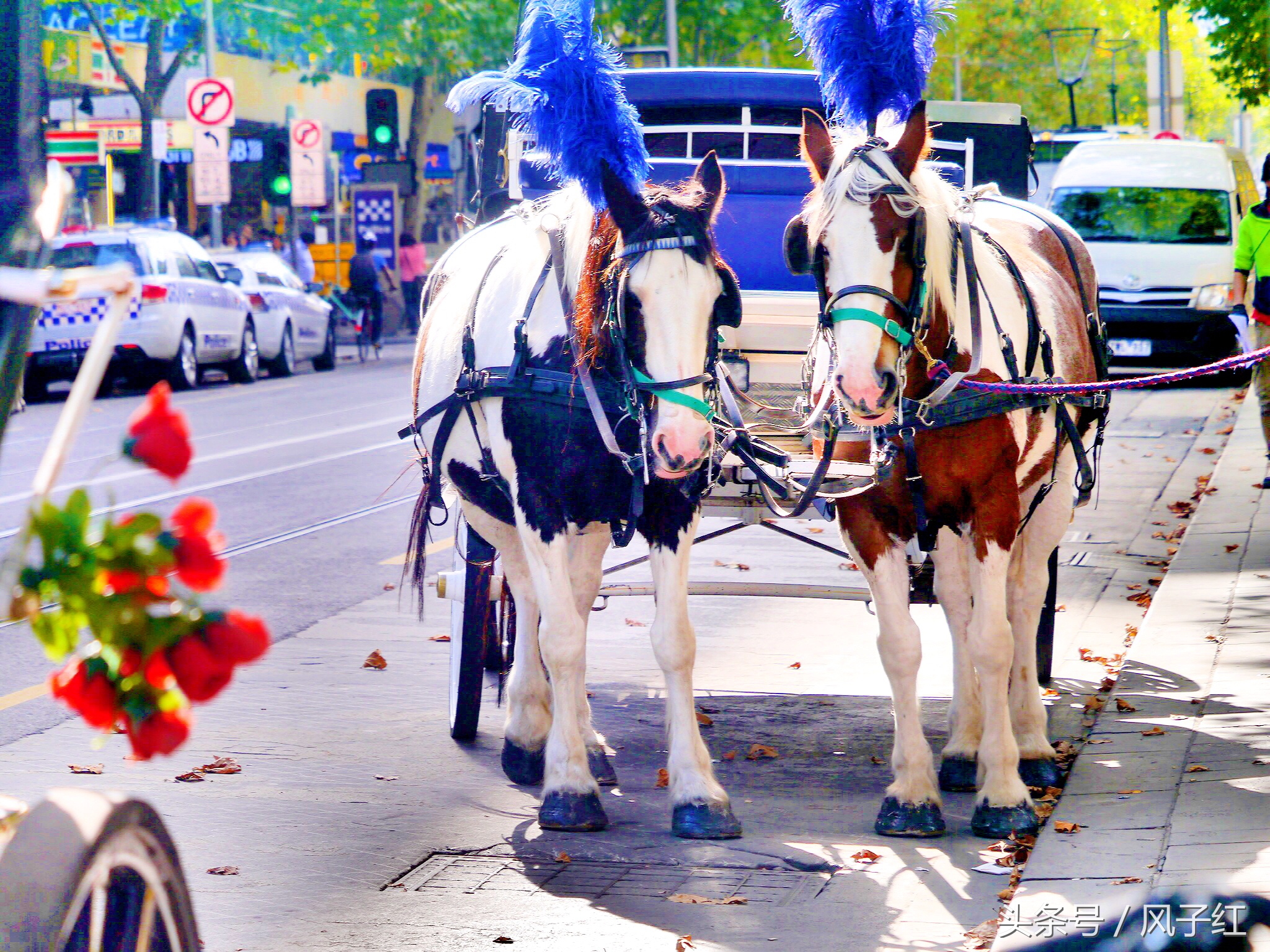 CityTour丨弃车暴走墨尔本，看看人家的街头文化