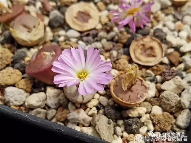 肉锥蜕皮要关注什么,蜕皮期的肉锥怎么服盆