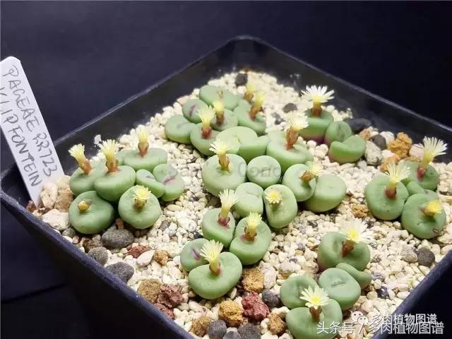 肉锥蜕皮要关注什么,蜕皮期的肉锥怎么服盆