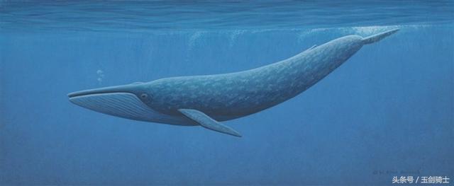 世界上最无畏惧的动物人称平头哥,世界十大凶猛动物平头哥