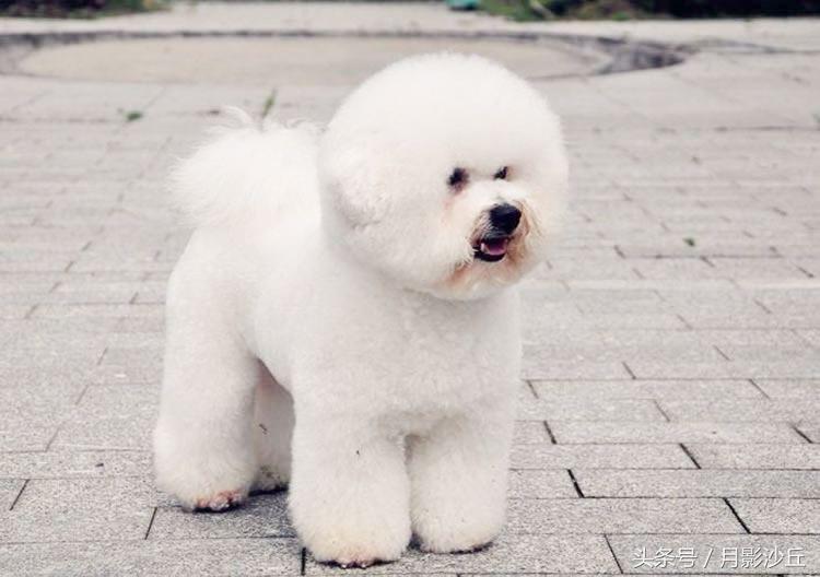 如何训练比熊做拜年动作,比熊幼犬训练小视频