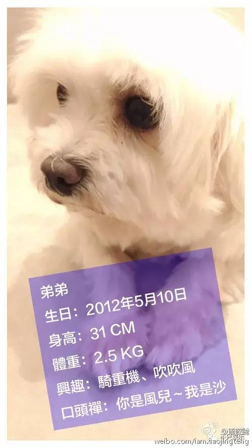 萧敬腾领养狗狗,萧敬腾领养孩子