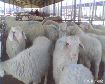 羊拉肚子偏方大全,羊腹泻用什么药效果最快