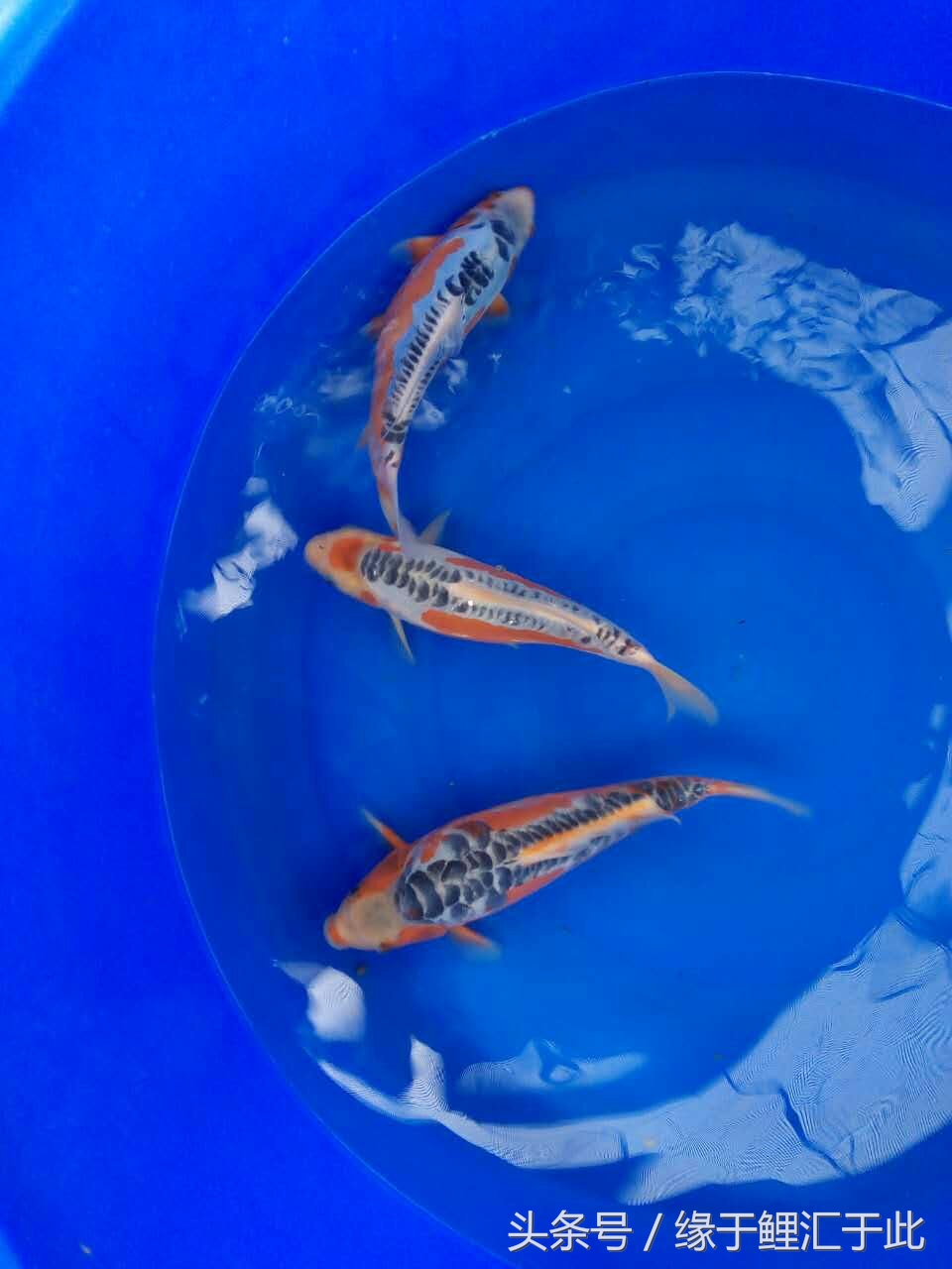 鱼生病三步骤,鱼生病了单独治疗关注事项