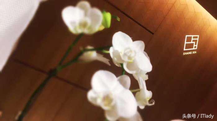 马云爸爸100000块的“喵”牌下午茶是什么体验？