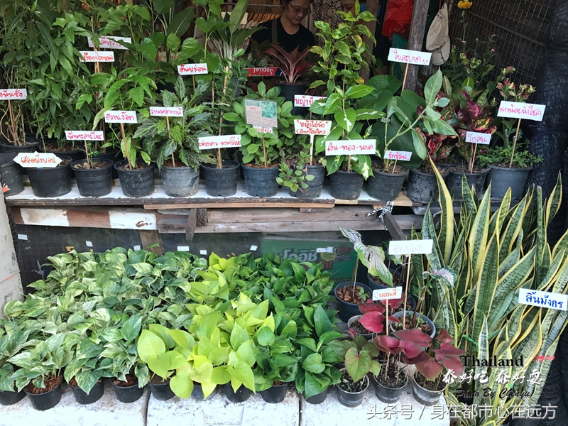 泰国最新旅游之地,泰国旅游清晨时光