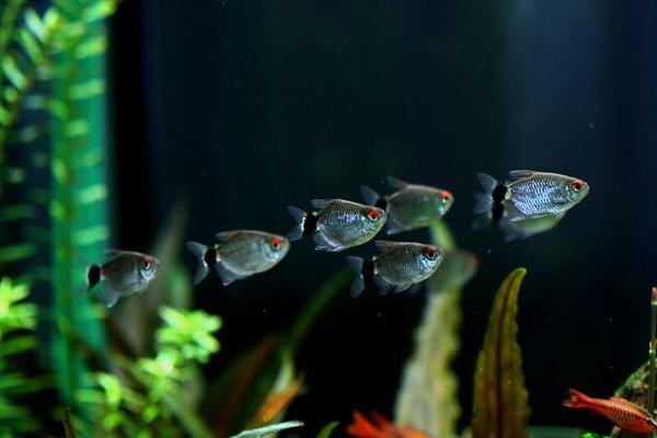 造景草缸灯,造景缸必养工具鱼