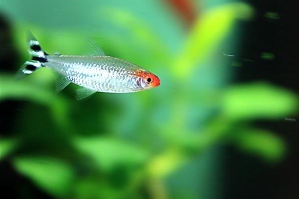 造景草缸灯,造景缸必养工具鱼