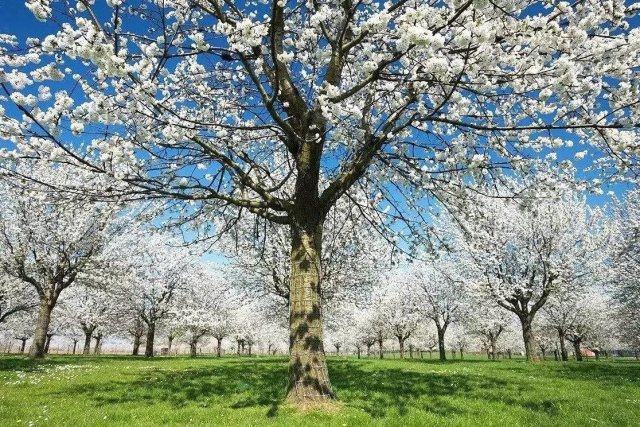 全球最适合华人居住的城市,年轻人最想去的top5城市