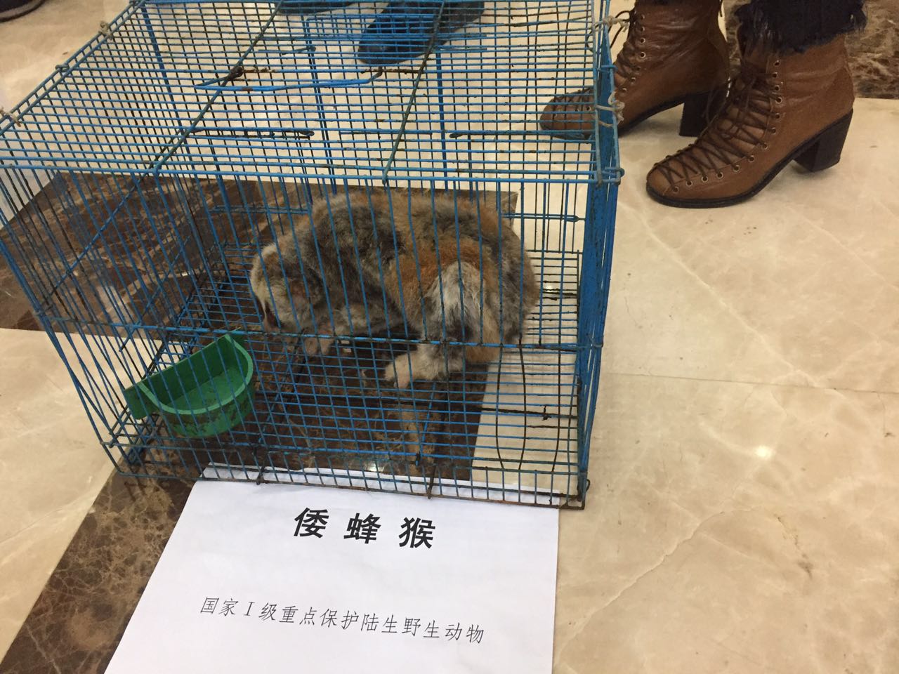 男士国外代购,跨国代购野生动物