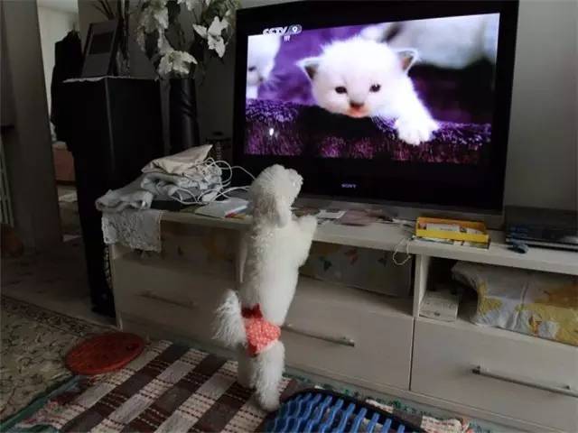 从小养一只狗狗是什么体验,养一只狗狗狗会觉得孤单吗