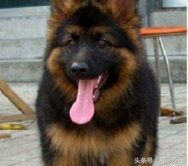 德牧幼犬饲养方法视频,弓背长毛德牧怎么饲养