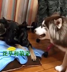 阿拉斯加犬非要给狼狗唱歌，狼狗一龇牙阿拉瞬间就老实了