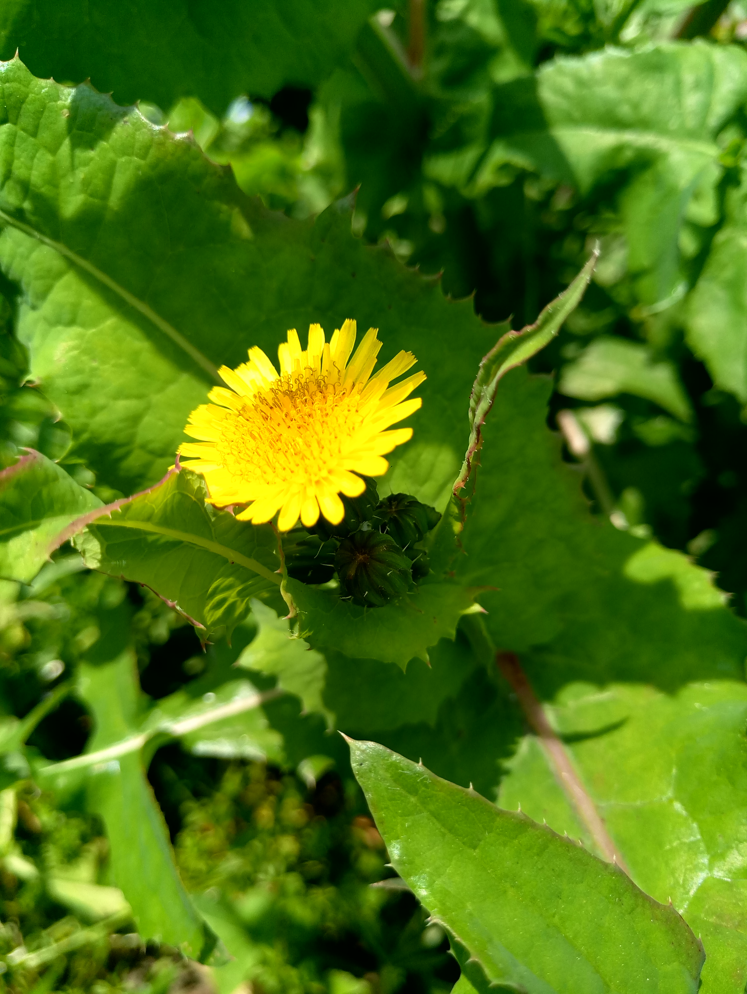 魅族mx6的体验怎么样,魅族mx6深度解析