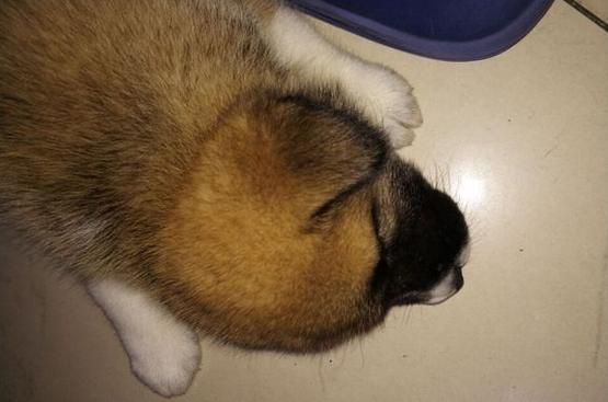 萨摩耶串田园犬长大后是什么样子,萨摩耶串中华田园犬