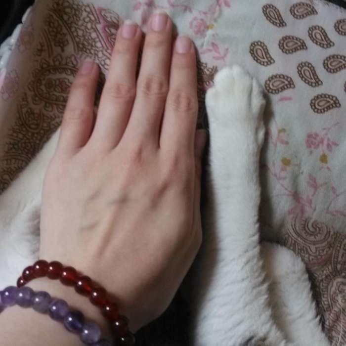 被家里猫咪抓伤了,打过疫苗的猫咪抓伤出血了怎么办