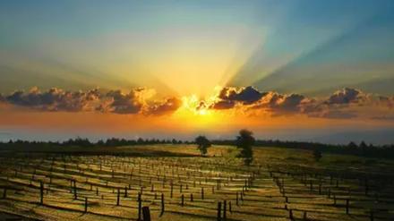 吃了三七感觉不舒服,吃了三七对肝不好