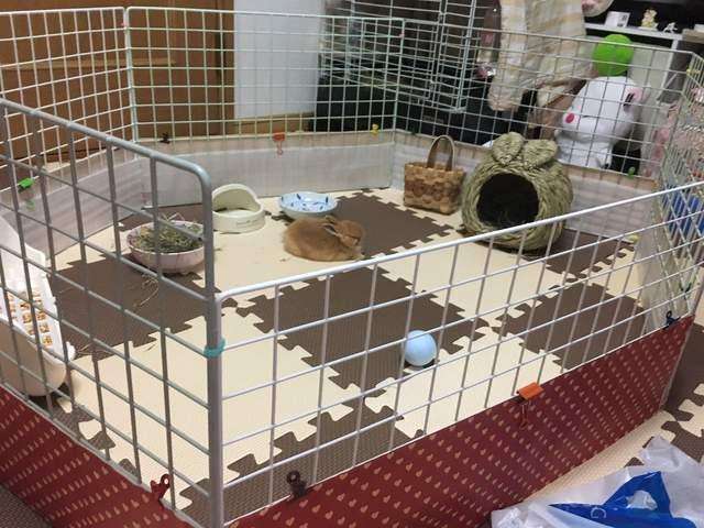 兔子逃脱猎狗成功视频,兔子逃脱了怎么办