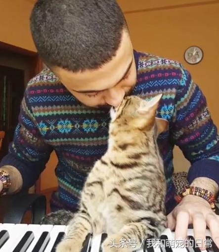 原来猫真的会弹钢琴,史上会弹钢琴的猫咪