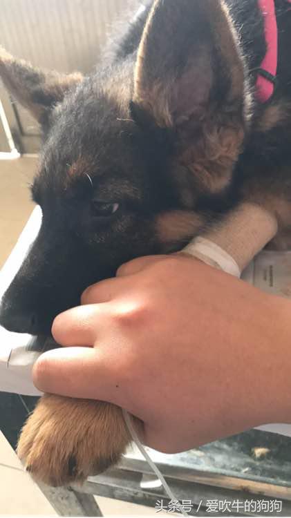 细小治愈过程,治疗细小的过程为什么那么痛苦