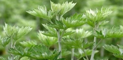 艾叶泡水喝有什么作用和功效,艾叶泡水喝有什么功效和作用