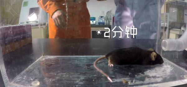 吸入笑气气体有什么危害,笑气的化学成分及其危害