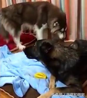 阿拉斯加犬非要给狼狗唱歌，狼狗一龇牙阿拉瞬间就老实了