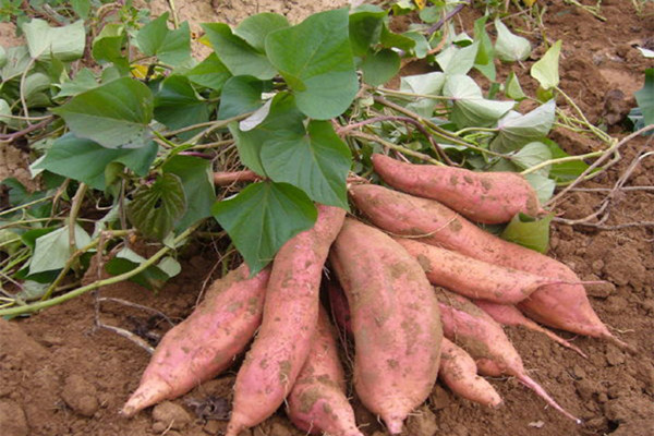 这9类食物有助控制血压,糖友必吃的10大控糖食物