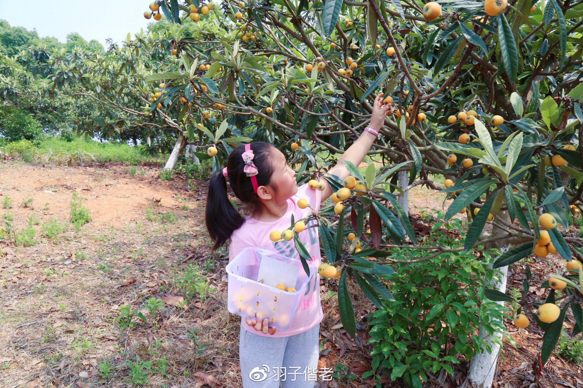 日日春农庄,日日春农业生态园