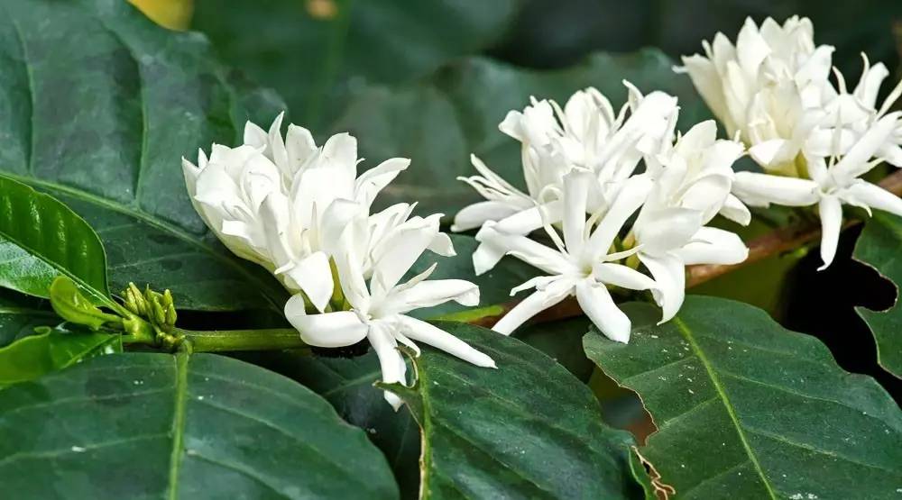 清湿热吃什么,祛湿热煲什么汤最有效