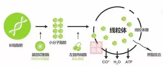 左旋肉碱咖啡减肥靠谱吗,吃左旋肉碱真的能减肥吗