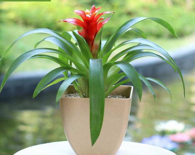 正确养鸿运当头的方法,鸿运当头凤梨花怎么养