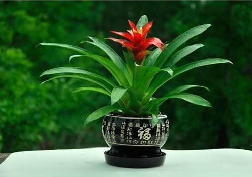 正确养鸿运当头的方法,鸿运当头凤梨花怎么养