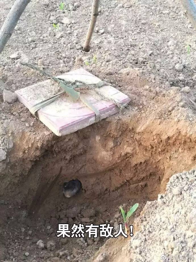 果园灭鼠最佳方法,洛川专业灭鼠