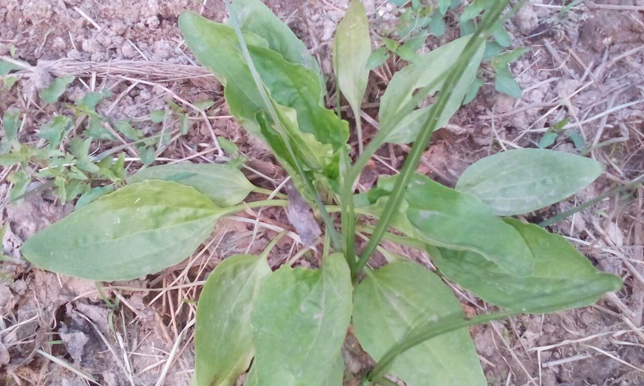 车前草的生存之道,车前草生命力真的很旺盛