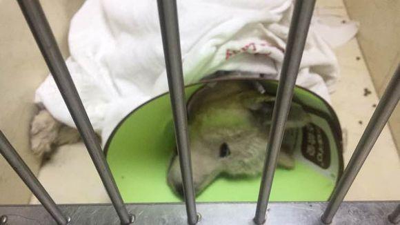 萨摩耶发出臭味，好心人二话不说直接给抱去了医院