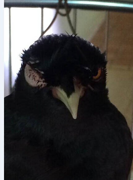 宠物八哥基础知识,八哥预防各种疾病