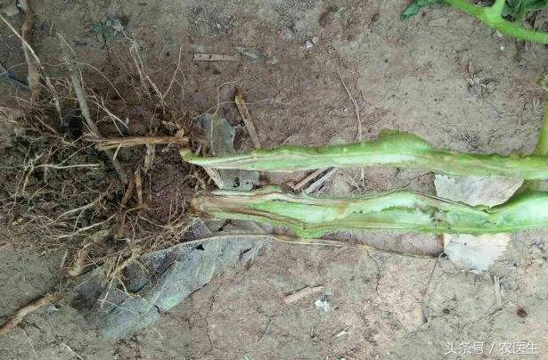 青菜软腐病用什么药,青菜软腐病防治方法