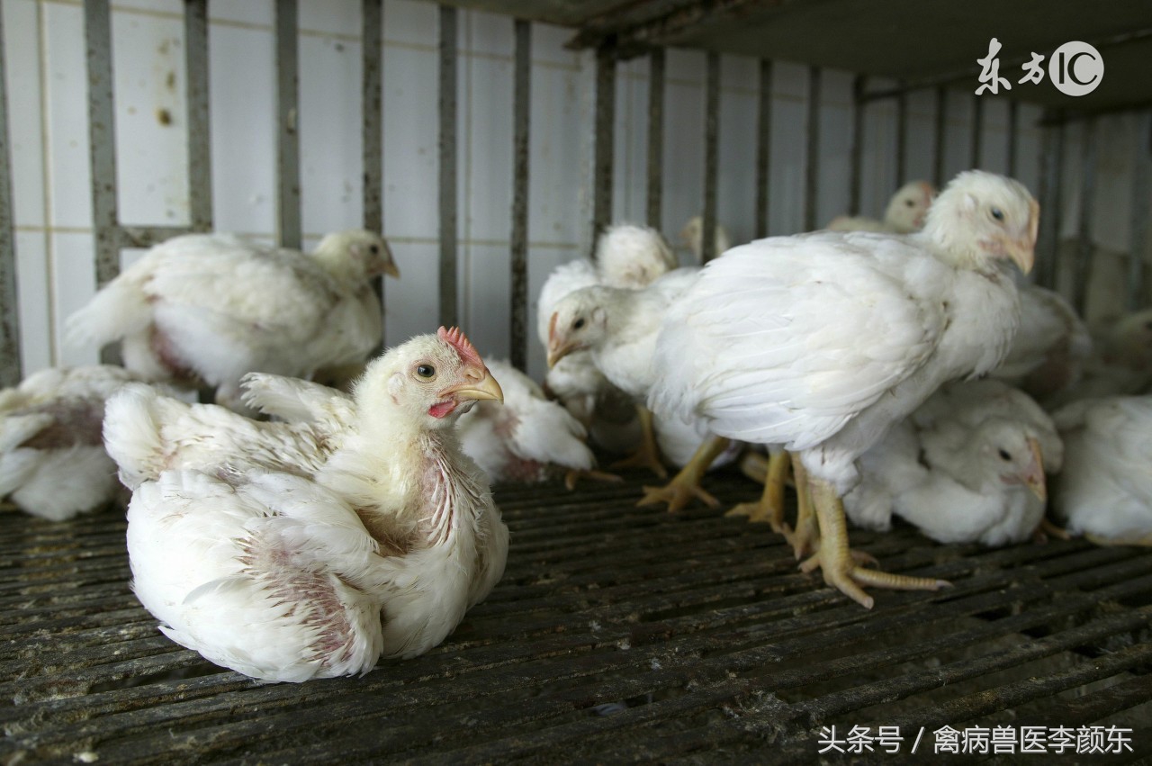 养鸡如何预防腺肌胃炎,蛋鸡腺肌胃炎严重怎么治疗