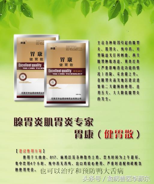 养鸡如何预防腺肌胃炎,蛋鸡腺肌胃炎严重怎么治疗