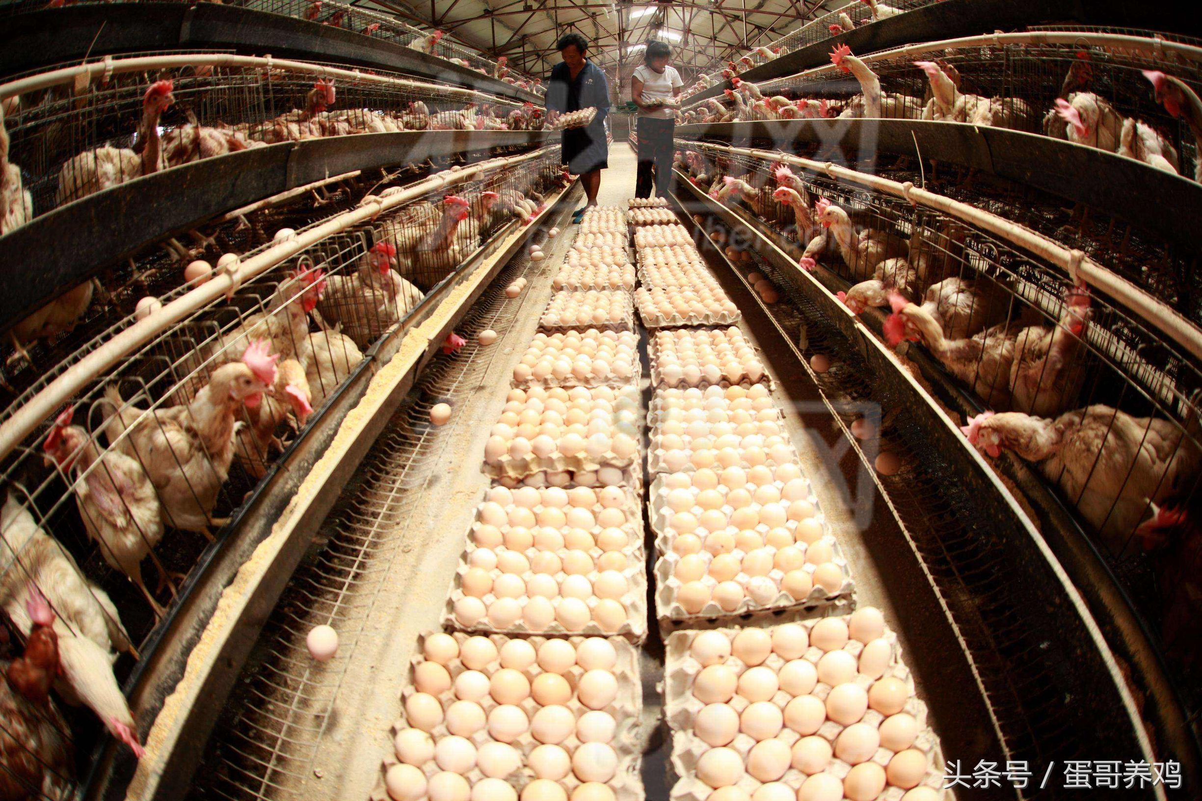 养鸡出现腿软站不起来,养鸡遇到鸡瘫痪怎么办